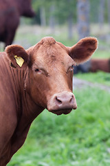 Image showing cow