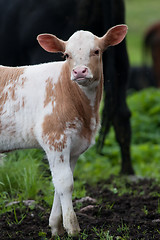 Image showing calf