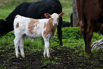 Image showing calf