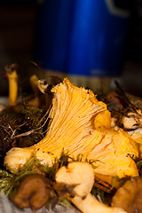 Image showing chanterelle