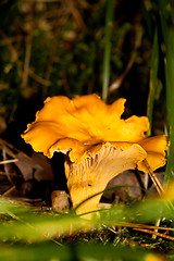 Image showing Chanterelle