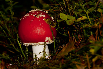 Image showing Fly agaric