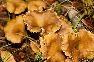 Image showing chanterelles