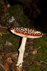 Image showing fly agaric