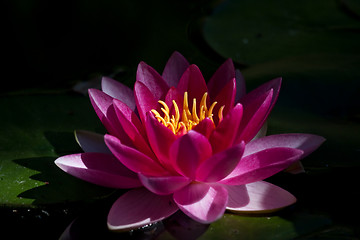 Image showing Red waterlily