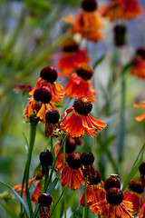 Image showing Orange flowers