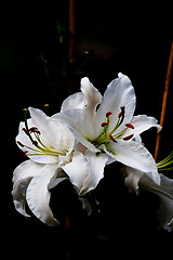 Image showing White lily