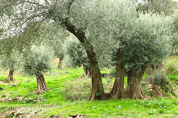 Image showing Olive trees in Crete