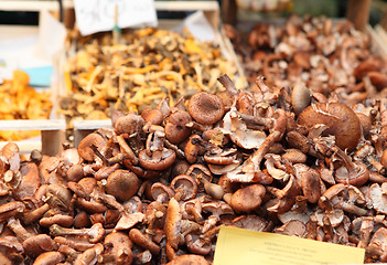 Image showing Mushrooms at the Rialto market