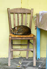 Image showing Taverna cat