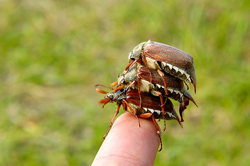 Image showing Bugs 1