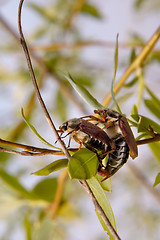 Image showing Bugs 2
