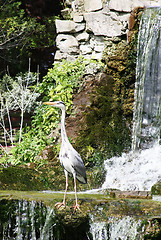 Image showing A stately heron fishes by a waterfall