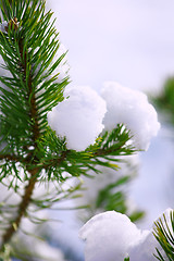 Image showing Frost on Pine