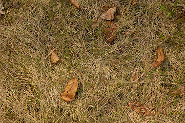 Image showing Grass 8