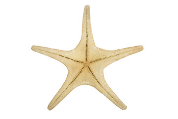 Image showing starfish