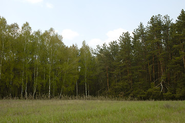 Image showing Forest 2