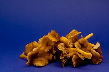 Image showing chanterelles