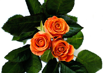 Image showing Roses 2