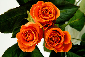 Image showing Roses 2a