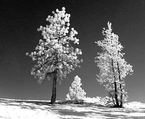 Image showing Infrared landscape