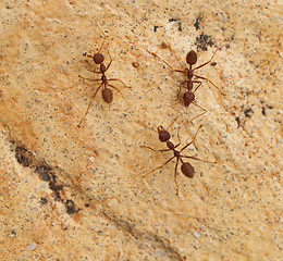 Image showing Group of ants