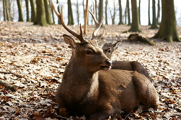 Image showing Deer