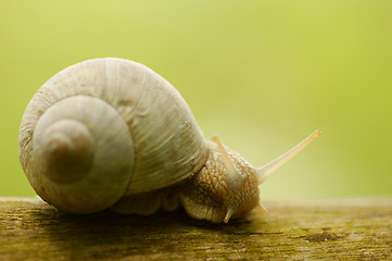 Image showing Snail