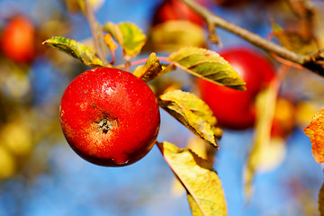 Image showing Red apples