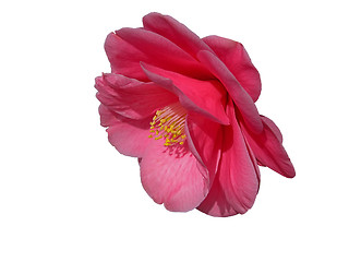 Image showing Camellia-clipping path
