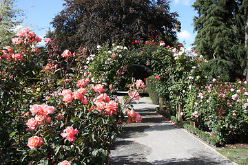 Image showing Christchurch botanic garden