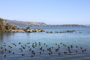 Image showing Scaup