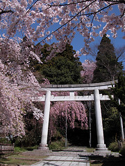 Image showing Japanese spring view