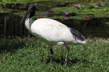 Image showing Australian white ibis