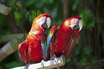 Image showing Parrots