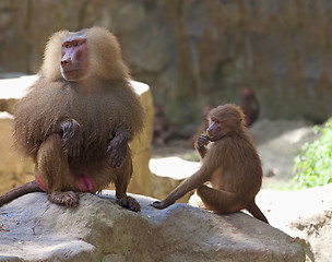 Image showing Baboon