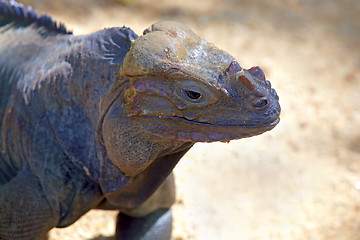 Image showing Rhino iguana