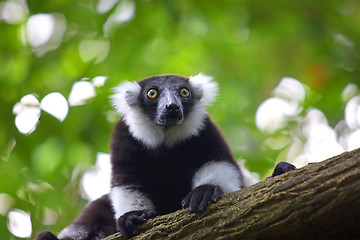 Image showing Lemur