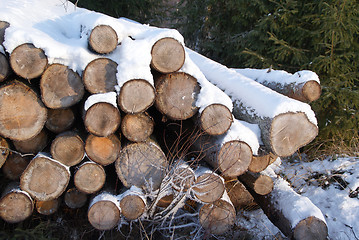 Image showing Stack of Firewood in Winter Snow
