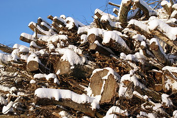 Image showing Fuelwood against Blue Sky in Winter