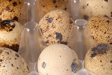 Image showing Quail eggs