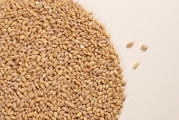 Image showing Barley