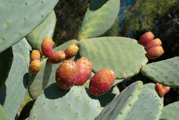 Image showing Prickly pears