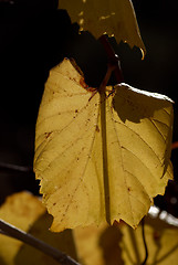 Image showing Autumn colors