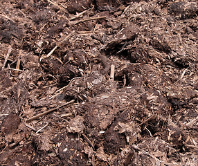 Image showing Manure