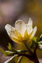 Image showing wood anemone