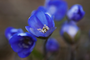 Image showing Blue anemones