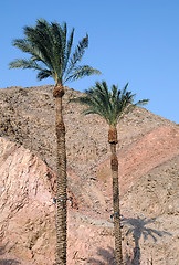 Image showing Palm Trees and Mountains