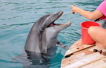 Image showing Feeding Dolphins