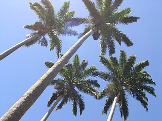 Image showing palms